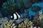 Dascyllus aruanus demoiselle a bandes noires-Safaga Middle reef-14m-20171124-Denis-ADER-DSC_3852_tn